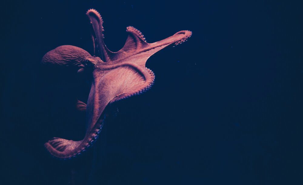 octopus-4